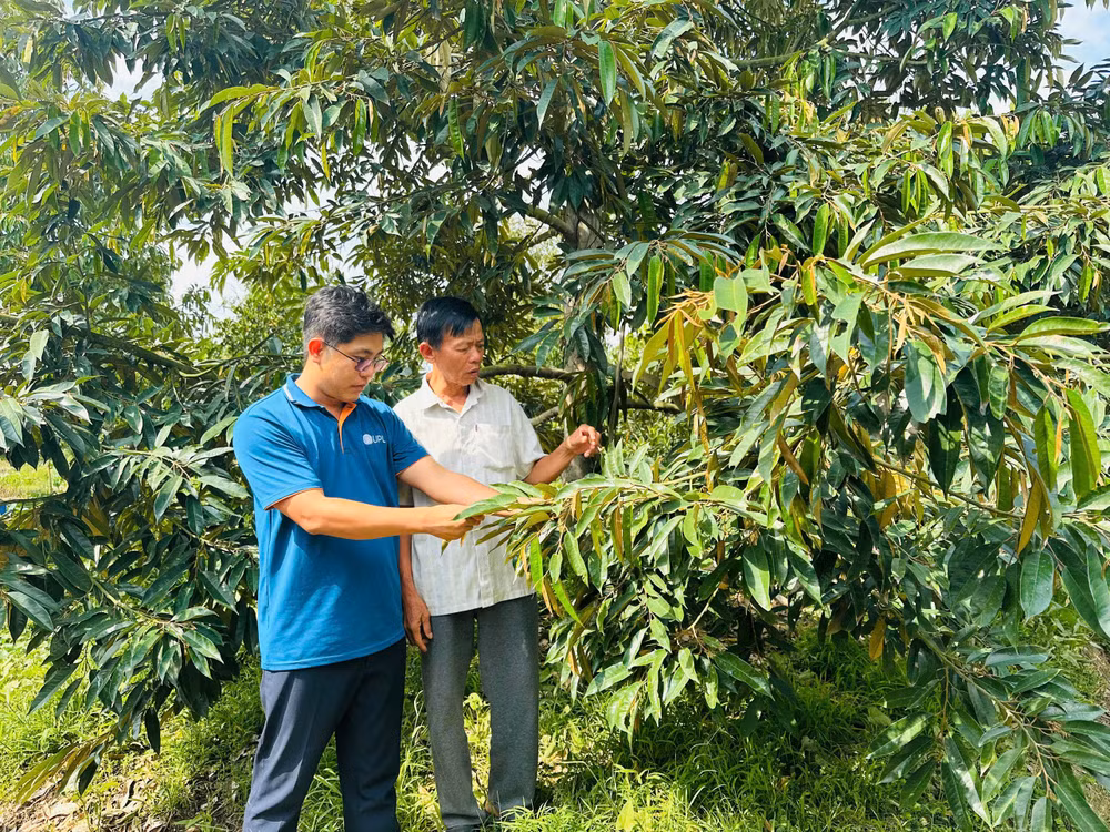 Vườn sầu riêng của ông Trần Văn Hè (áo trắng), ấp Mỹ Tường A, xã Hậu Mỹ, tỉnh Đồng Tháp.