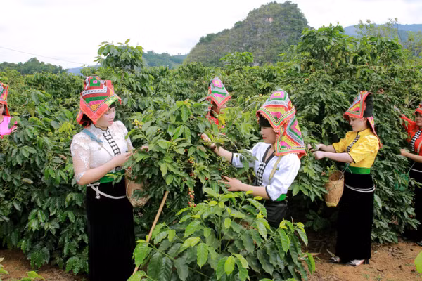 Người dân các bản thuộc phường Chiềng An, tỉnh Sơn La thu hái cà-phê.