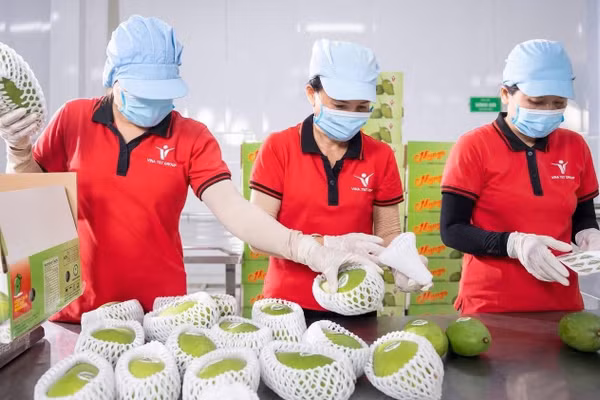 Đóng gói xoài xuất khẩu tại Công ty Vina T&T Group. (Ảnh: MINH ANH)