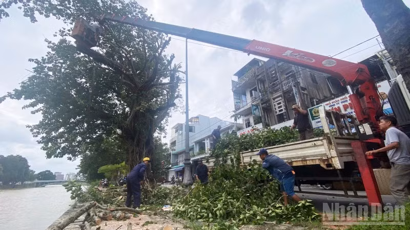 Hơn 200 công nhân viên Trung tâm công viên cây xanh Huế cùng 100% phương tiện đã được huy động tăng cường cắt tỉa cây xanh trước giờ bão vào đất liền.