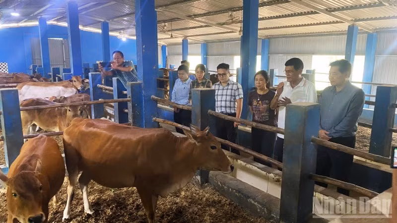 Giám đốc Trung tâm Khuyến nông quốc gia tham gia đoàn khảo sát tại Huế. (Ảnh: QT)