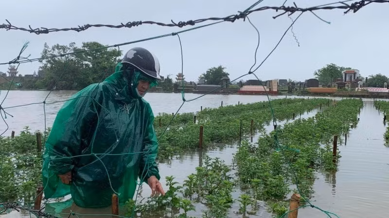 Đến thời điểm này toàn thành phố đã thu hoạch 98,5% diện tích lúa hè thu.