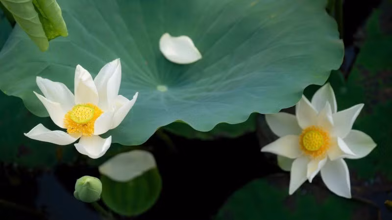 Người tham gia có thể trực tiếp trải nghiệm các hoạt động như ướp trà sen truyền thống. (Ảnh: LÊ ĐÌNH HOÀNG)
