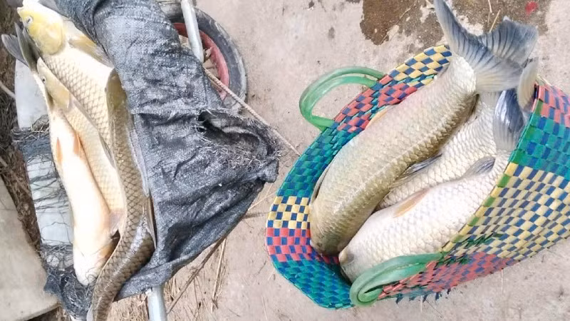 Đa số lượng cá chết gồm cá diêu hồng và cá trắm cỏ đều đã đạt kích cỡ thu hoạch.