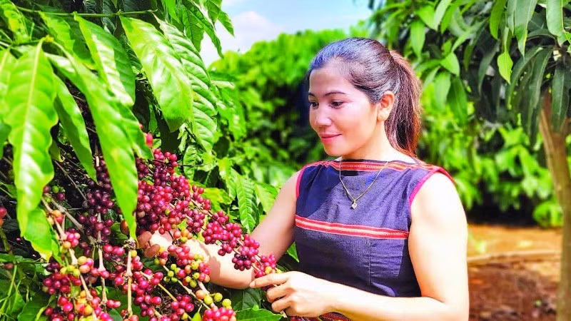 Canh tác cà-phê robusta theo hướng thuận tự nhiên, hướng đi bền vững góp phần nâng tầm thương hiệu cà-phê Việt Nam.