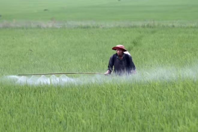Vụ đông xuân 2026, các tỉnh phía bắc gieo cấy hơn 1.027.000 ha lúa.