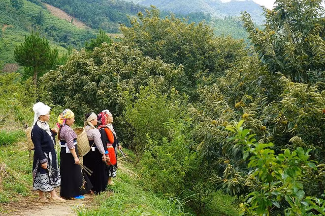 Liên kết sản xuất được Thái Nguyên xác định là động lực giúp hộ nghèo thoát nghèo bền vững. (Trong ảnh: Mô hình vườn dẻ liên kết của đồng bào dân tộc thiểu số ở xã Ngân Sơn). (Ảnh: TUẤN SƠN)