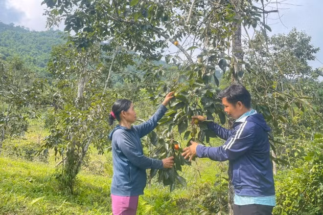 Một vườn hồng trên núi của người dân thôn Nà Chom, xã Đồng Phúc. (Ảnh: TÙNG VÂN)