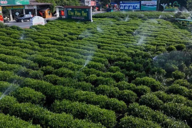 Tưới nước tiết kiệm, thông minh cho cây chè tại Hợp tác xã chè Hảo Đạt. (Ảnh: TUẤN SƠN)