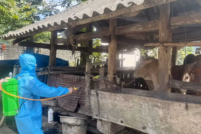 Phun hóa chất diệt côn trùng phòng chống lây lan dịch bệnh tại thôn Lùng Tám, xã Lùng Tám, tỉnh Tuyên Quang.