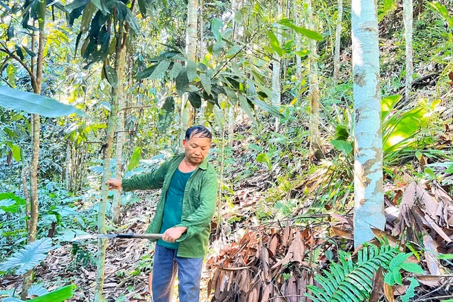 Ông Lý Kim Báo, tổ 2B, phường Bắc Kạn chăm sóc rừng trồng. (Ảnh: TUẤN SƠN)