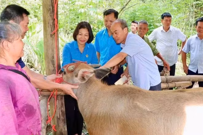 Liên đoàn Lao động tỉnh Thái Nguyên trao trâu giống hỗ trợ cho hộ nghèo tại xã Phong Quang. (Ảnh: THU HUỆ)