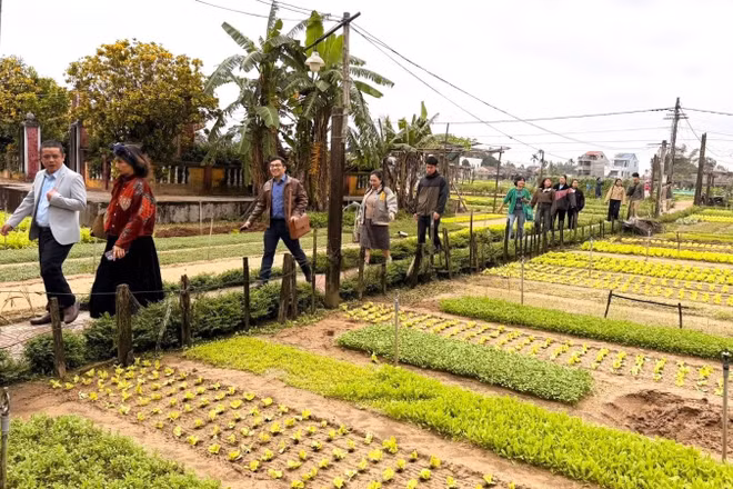 Đoàn khảo sát Làng rau Trà Quế - Làng du lịch tốt nhất thế giới năm 2024 do Tổ chức Du lịch Liên hợp quốc (UN Tourism) bình chọn.