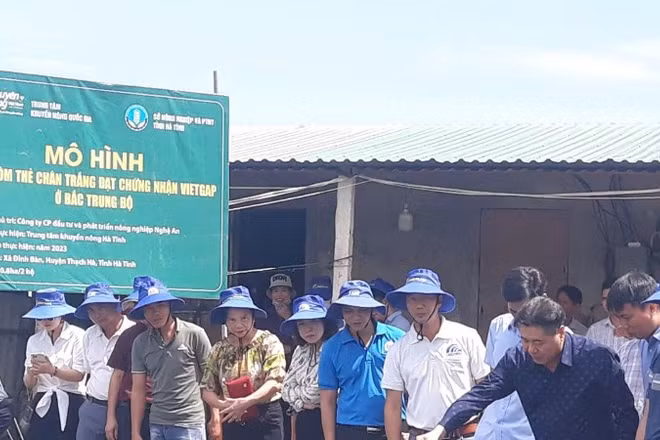 Trung tâm Khuyến nông quốc gia hỗ trợ xây dựng mô hình nuôi tôm thẻ chân trắng khu vực Bắc Trung Bộ.