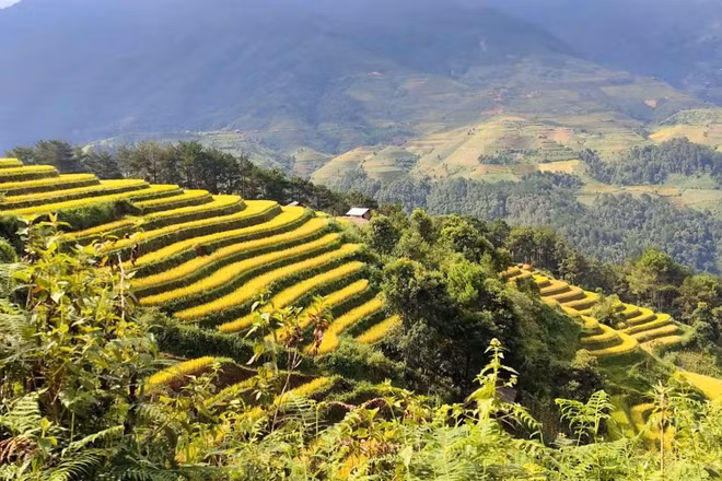 Tỉnh Lào Cai đang tích cực kết nối những vùng ruộng bậc thang nổi tiếng của mình thành một tuyến du lịch chung. (Ảnh: Duy Doanh)