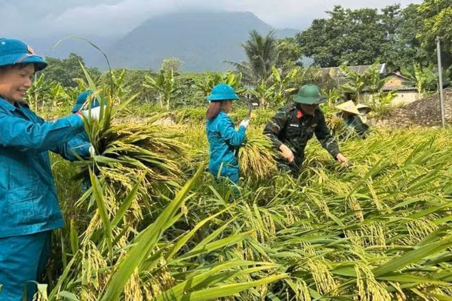 Dân quân tự vệ xã Đại Từ hỗ trợ nhân dân thu hoạch lúa trong đợt huấn luyện. (Ảnh: DUY ĐỨC)