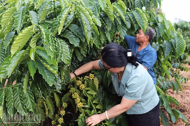 Nhờ công tác "Dân vận khéo" nhiều hộ dân trên địa bàn xã Đức Cơ vươn lên thoát nghèo bền vững.