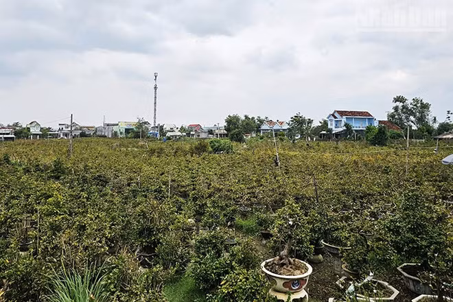 Mai vàng tại Gia Lai sẵn sàng cho vụ Tết Nguyên đán Bính Ngọ 2026.