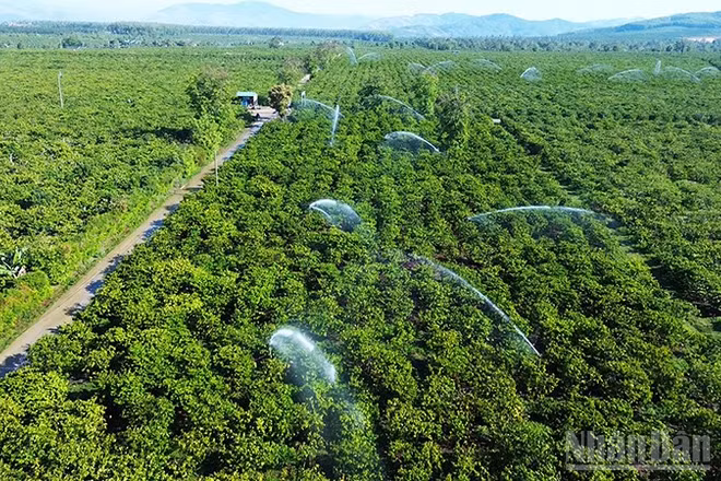 Tưới cà-phê tại cánh đồng mẫu ứng dụng công nghệ cao.