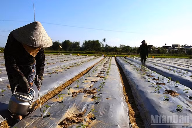 Những cánh đồng ớt ở cuối nguồn sông Kôn, xã Tuy Phước đang được nông dân tất bật chăm sóc để kịp cung ứng cho thị trường Tết.