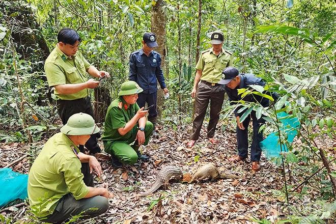 Lực lượng chức năng thả cá thể tê tê về môi trường tự nhiên.