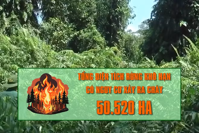 [Video] Hơn 50.000 ha rừng tại Cà Mau có nguy cơ cháy cao