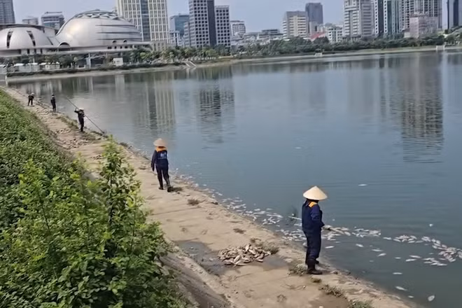 [Video] Cá chết hàng loạt tại hồ điều hòa ở Cầu Giấy gây ô nhiễm môi trường nghiêm trọng