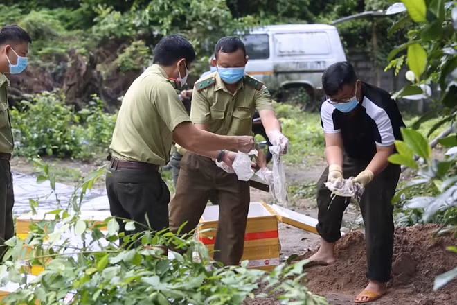 [Video] Tây Ninh tiêu hủy 127 kg thằn lằn núi Bà Đen bị vận chuyển trái phép