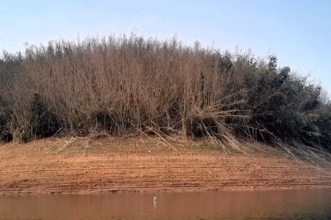 Hàng trăm ha lùng tự nhiên đồng loạt ra hoa rồi chết trên diện rộng ở biên giới Nghệ An.