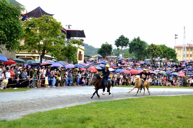 Đua ngựa thồ, với những kị sĩ nông dân là nét đặc sắc của Festival "Cao nguyên trắng Bắc Hà"-2023. (Ảnh: QUỐC HỒNG)