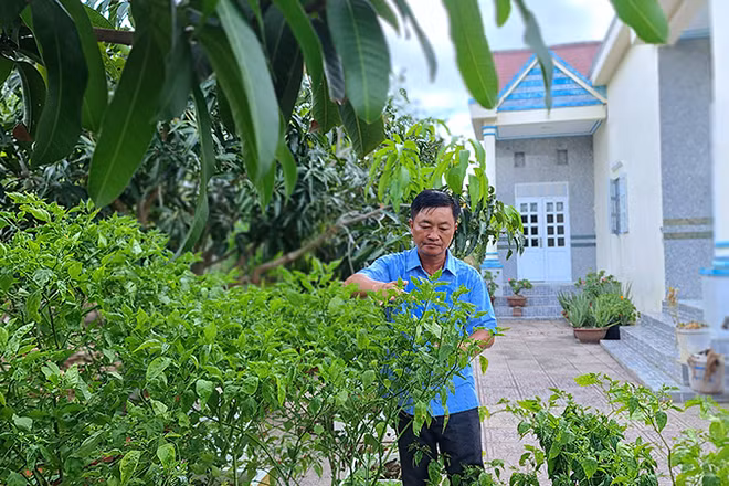 Ðảng viên Bùi Hùng Cường tranh thủ giờ nghỉ chăm sóc khu vườn với nhiều loại rau màu, cây ăn trái hệ nước ngọt. 