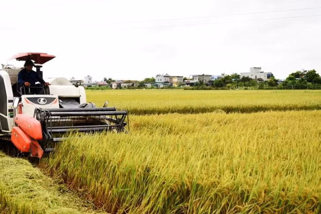 Đất đai ở tỉnh Nam Định có độ phì nhiêu cao, thuận lợi cho việc phát triển nông nghiệp, cần được quản lý chặt chẽ, hiệu quả, khai thác tối ưu tiềm năng. (Ảnh: XUÂN TRƯỜNG)
