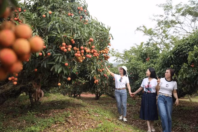 Du khách tham quan và chụp ảnh vải thiều chín đỏ.