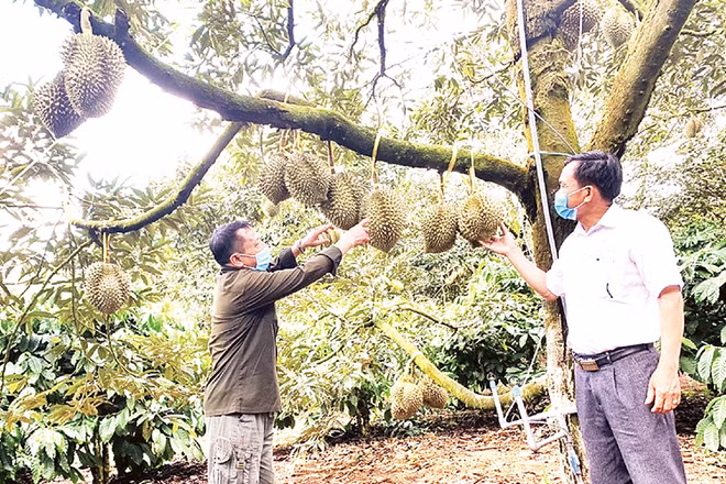 Đắk Lắk hiện là địa phương có diện tích trồng sầu riêng lớn nhất cả nước.