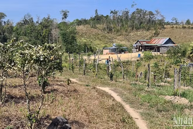 Nhiều dự án tại Đắk Nông đã bị người dân chiếm gần hết đất, rừng buộc phải thu hồi.