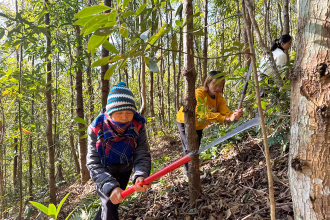 Người dân huyện Điện Biên Đông phát cây bụi phòng chống cháy rừng trong những ngày nắng nóng. 