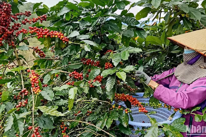 Thu hoạch cà-phê Arabica tại Lâm Đồng.