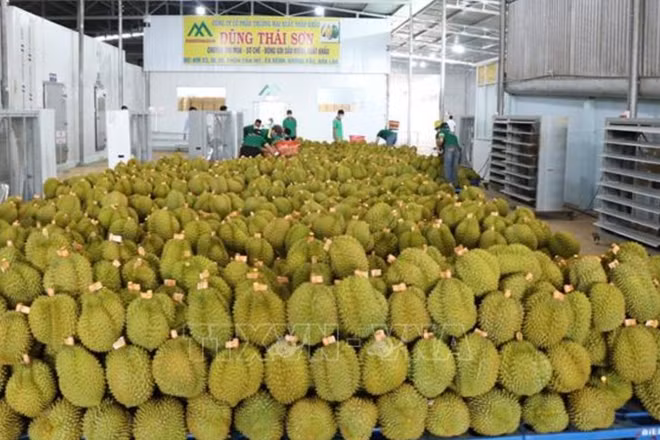 Xuất khẩu sầu riêng sang Trung Quốc. (Ảnh: TTXVN)