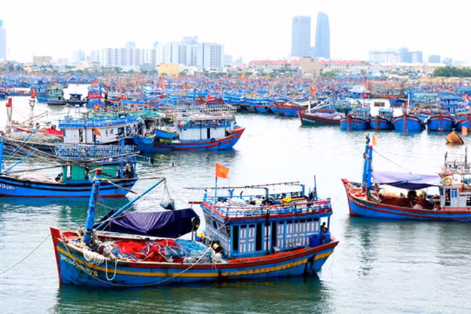 Đội tàu đánh bắt tại một âu thuyền Đà Nẵng