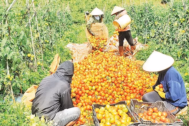 Nhiều doanh nghiệp cho rằng đối với ngành hàng nông sản, việc công bố hợp quy và chứng nhận quy chuẩn đang là một gánh nặng cho các doanh nghiệp.