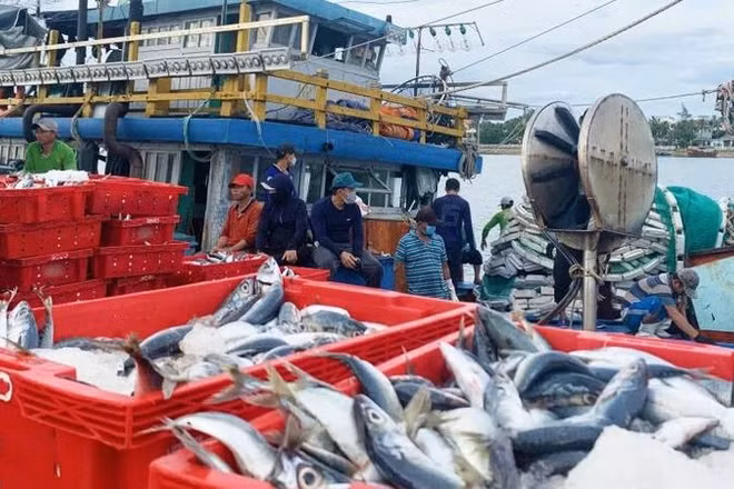 Bộ Nông nghiệp và Phát triển nông thôn đề nghị Ủy ban nhân dân các tỉnh, thành phố ven biển tiếp tục theo dõi sát diễn biến thời tiết và tình hình khai thác hải sản của ngư dân trên các vùng biển để kịp thời hỗ trợ ngư dân yên tâm sản xuất an toàn, hiệu quả.
