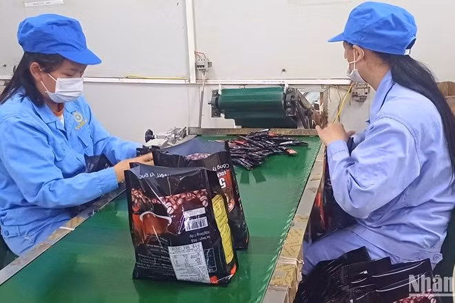 Đóng gói cà-phê xuất khẩu tại Công ty trách nhiệm hữu hạn một thành viên Sài Gòn-Cà-phê, thị trấn Tà Lùng, huyện Quảng Hòa, tỉnh Cao Bằng. (Ảnh minh họa: MINH TUẤN)