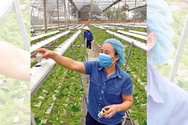 Mô hình trồng rau công nghệ cao tại xã Phú Cường, huyện Sóc Sơn. (Ảnh: PHẠM HÙNG)