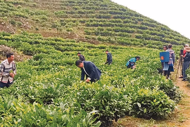 Đồng bào dân tộc xã Cao Sơn (Lào Cai) trồng chè để thoát nghèo. (Ảnh TÂM THỜI)
