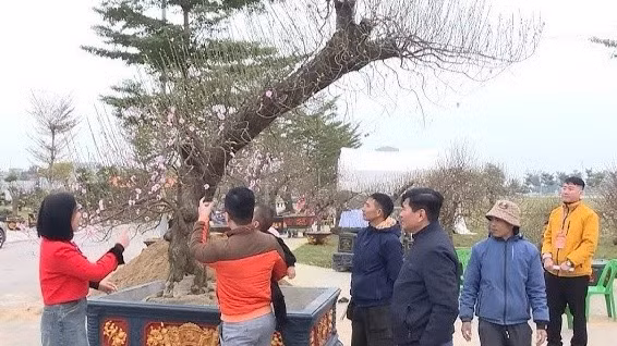 Hội chợ Hoa đào ở Triệu Sơn.
