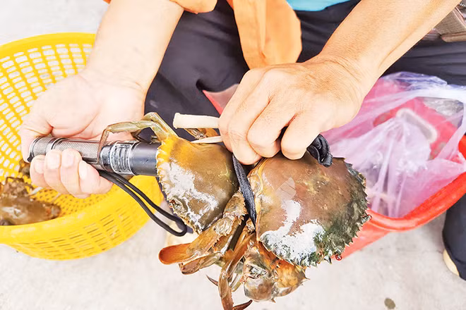 Thương lái sử dụng đèn pin soi gạch cua trước khi mua. 
