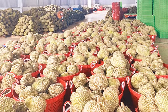 Số diện tích sầu riêng tại Đắk Nông được cấp mã vùng trồng phục vụ xuất khẩu chỉ có 644,87 ha/4.105 ha diện tích cho sản phẩm, sản lượng ước đạt 7.378,3 tấn.