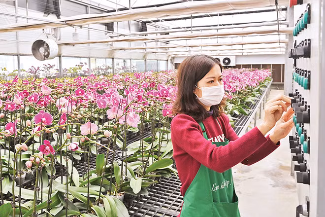 Vận hành hệ thống chăm sóc hoa lan hồ điệp tại trang trại Mê Linh F-Farm. (Ảnh Đăng Anh)