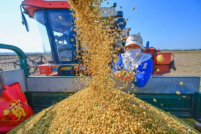 Thu hoạch đậu tương tại Lạc Dương, tỉnh Hà Nam, Trung Quốc. (Ảnh: THX/TTXVN)