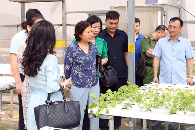 Kiểm tra mô hình trồng rau tại Công ty cổ phần Đầu tư An Hòa (xã Đa Tốn, huyện Gia Lâm, Hà Nội).